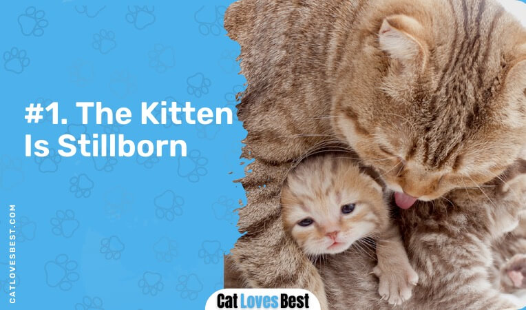 the kitten is stillborn