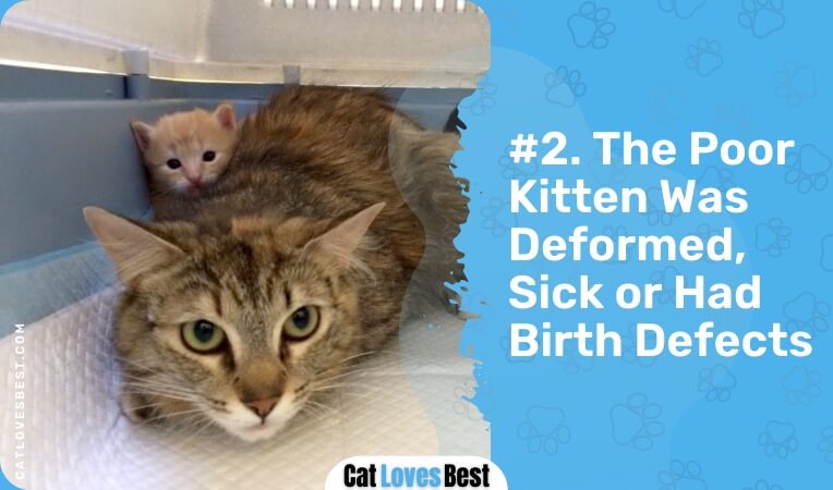 the poor kitten was deformed sick or had birth defects