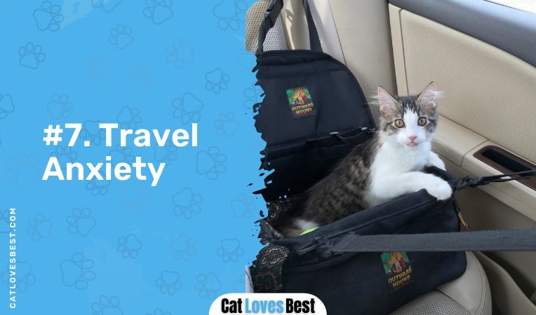 travel anxiety cat blepping