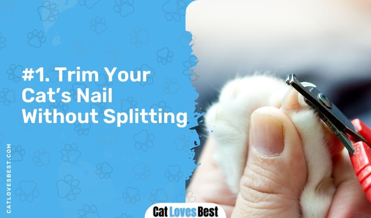 trim your cat's nail without splitting