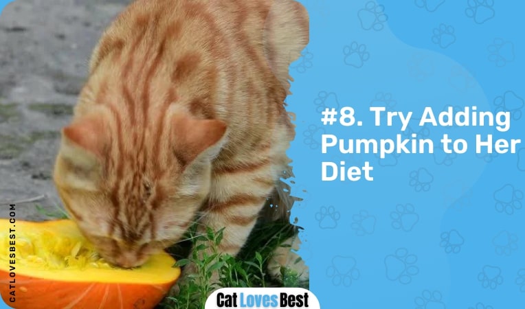 try adding pumpkin to her diet