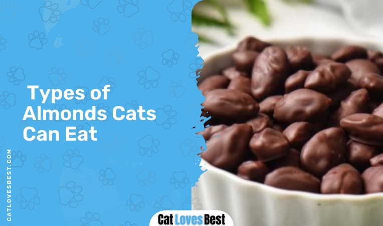 types of almonds cats can eat