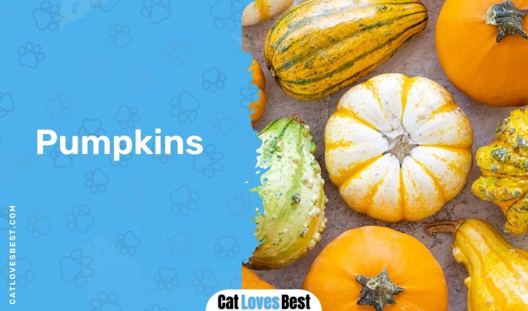 types of pumpkins