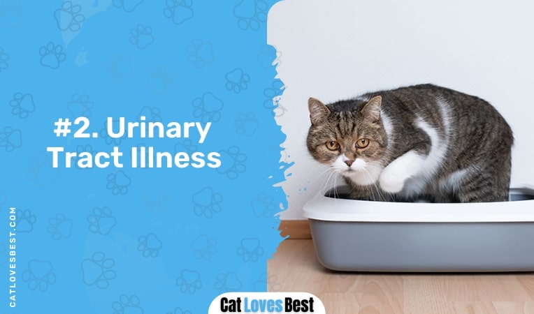 urinary tract illness