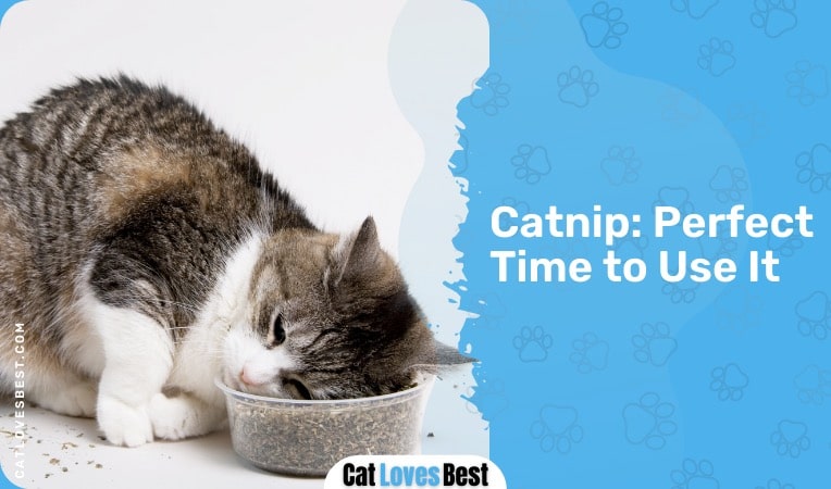 use catnip