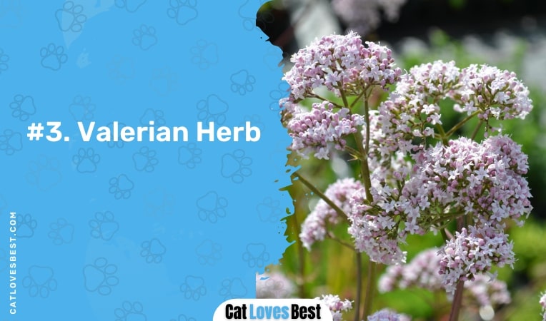 valerian herb