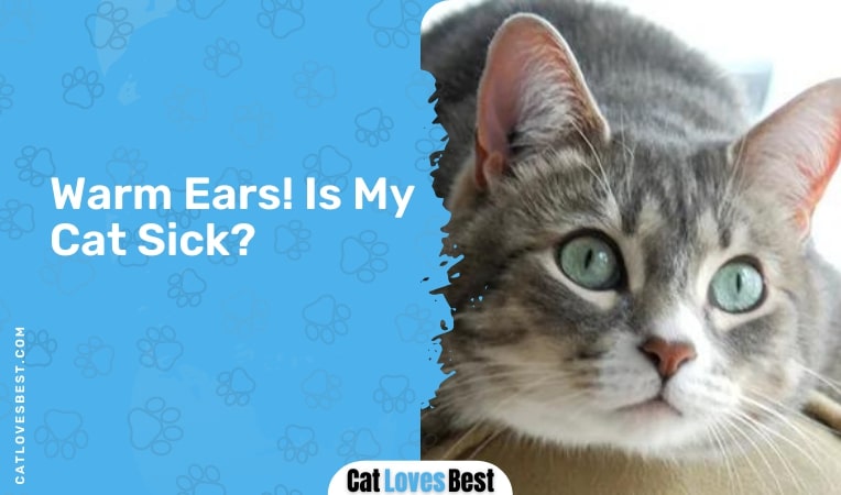 warm ears is my cat sick