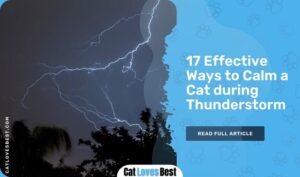 17 Effective Ways to Calm a Cat During Thunderstorm