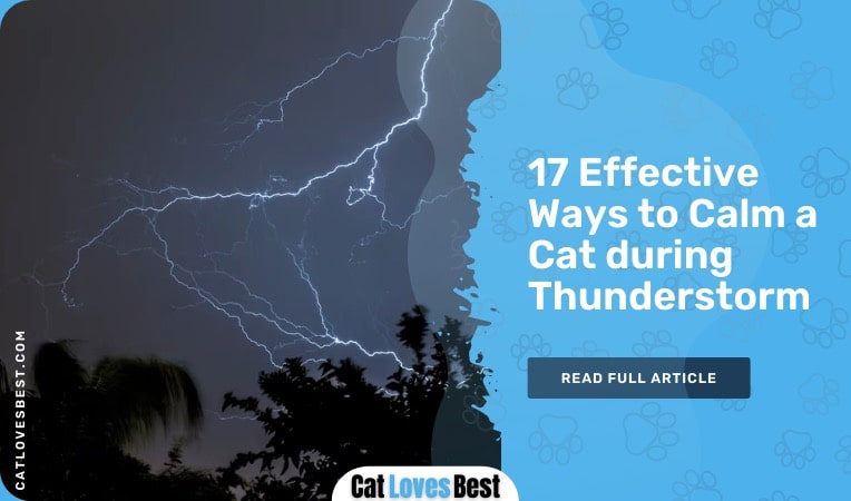 ways to calm a cat during thunderstorms