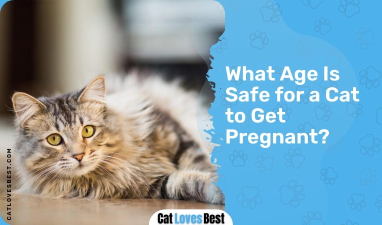 what age is safe for a cat to get pregnant