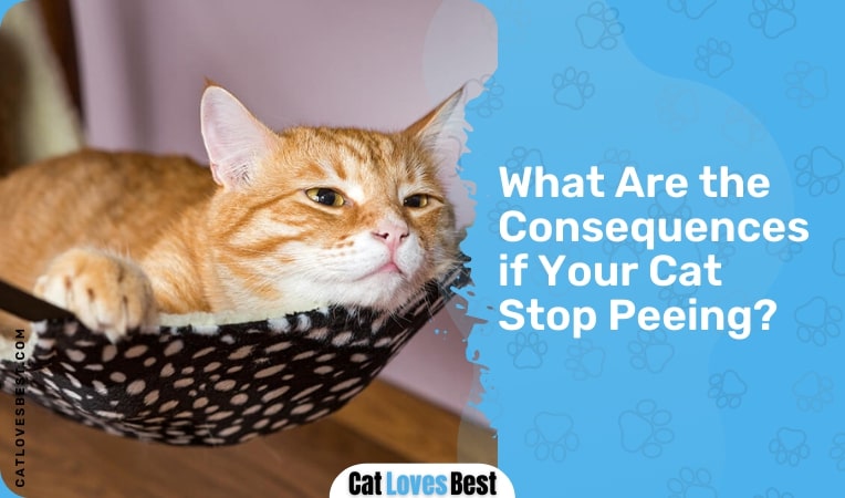 what are the consequences if your cat stop peeing