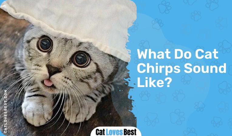 What Do Cat Chirps Sound Like?