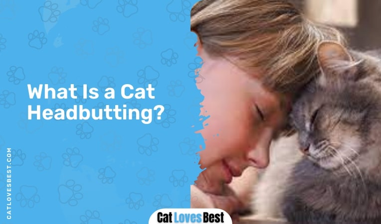 what is a cat head butting