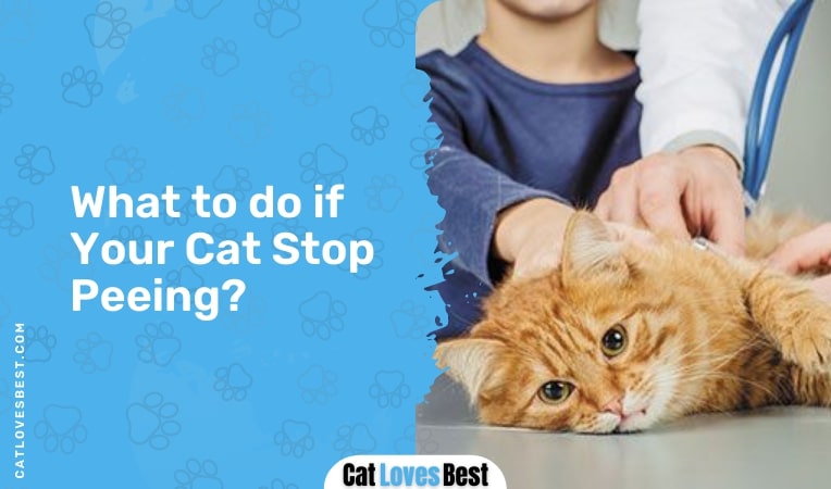 what to do if your cat stop peeing