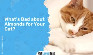 Can Cats Eat Almonds?
