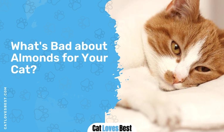 what's bad about almonds for your cat