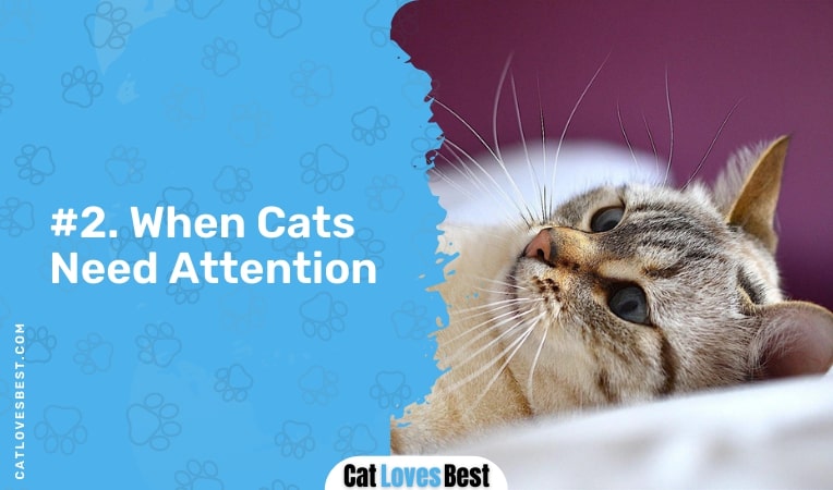 when cats need attention