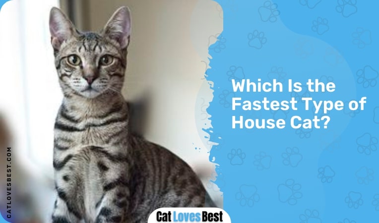 which is the fastest type of house cat