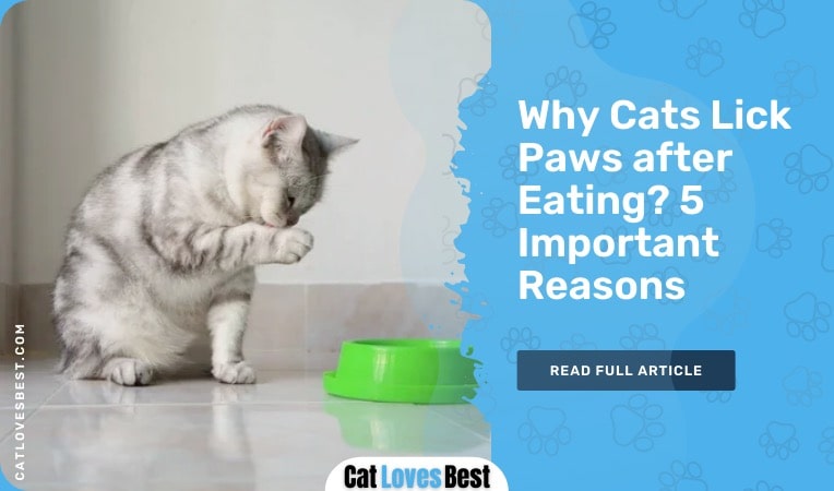 why cats lick paws after eating
