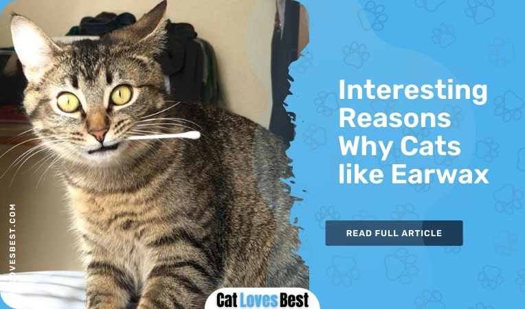 why cats like earwax