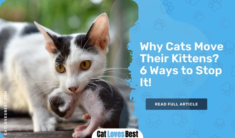 why cats move their kittens