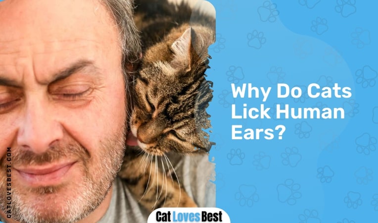why do cats lick humans ears