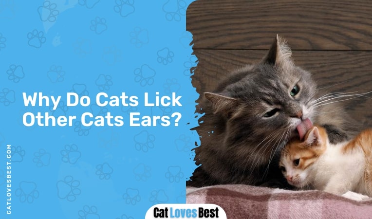 why do cats lick other cats ears