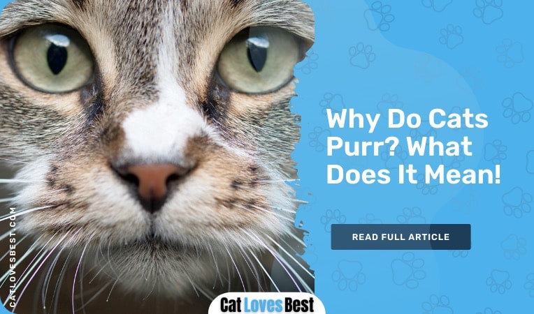 why do cats purr