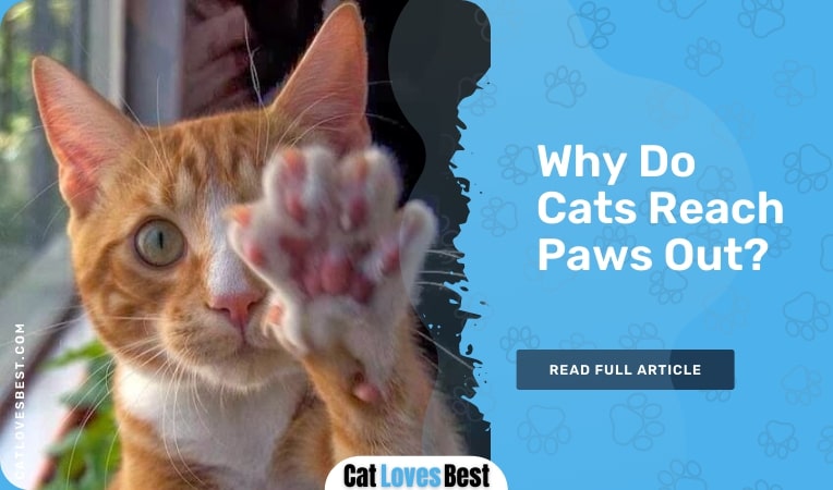 why do cats reach paws out