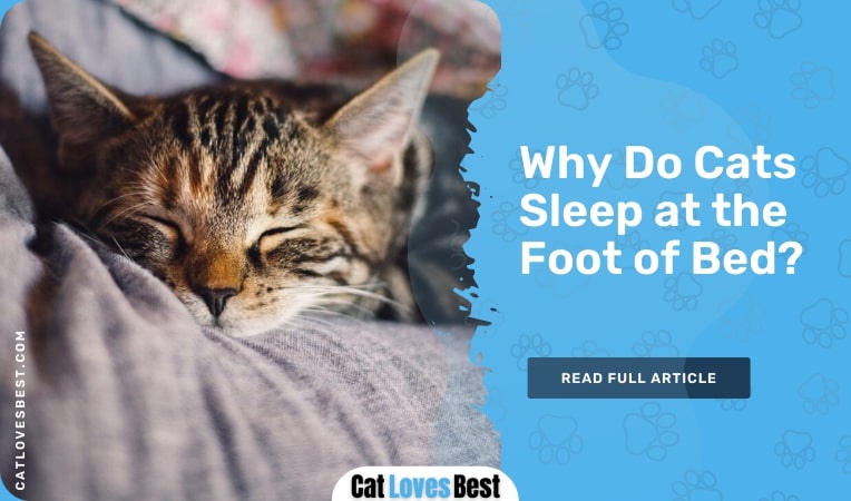 why do cats sleep at the foot of the bed