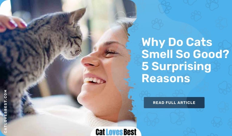why do cats smell so good