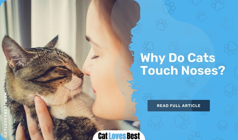 why do cats touch noses
