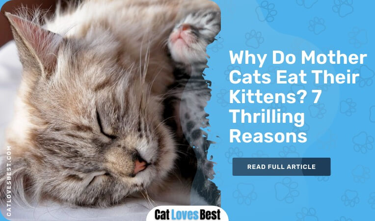 why do mother cats eat their kittens