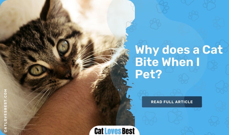 why does a cat bite when i pet