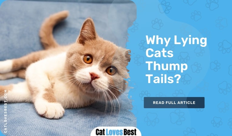 why lying cats thump tails