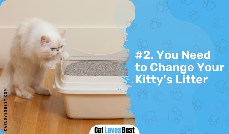 you need to change your kitty's litter