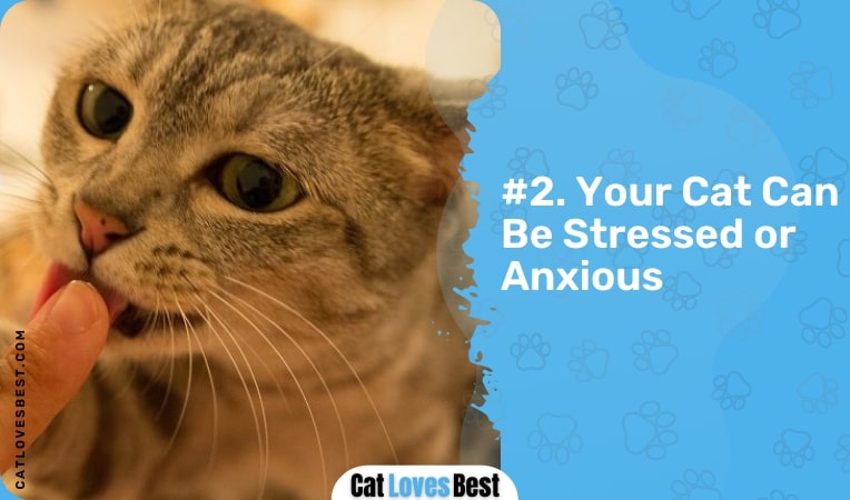 your cat can be stressed or anxious