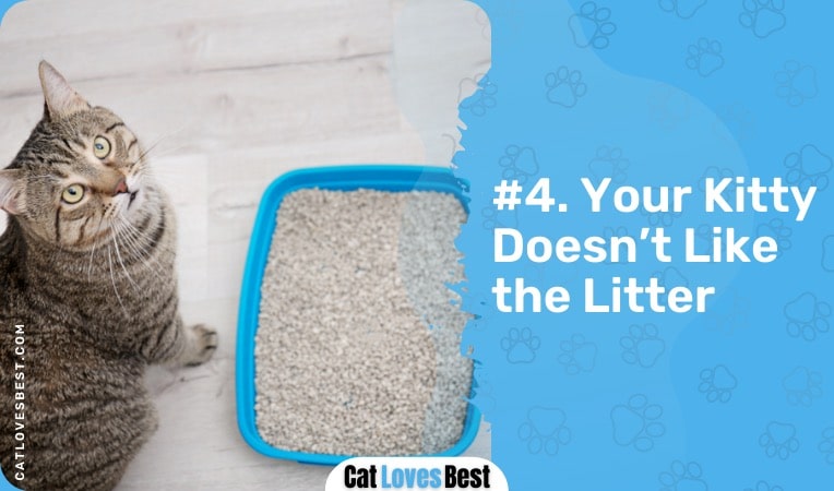 your cat does not like the litter