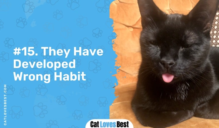 your cat has developed a wrong habit