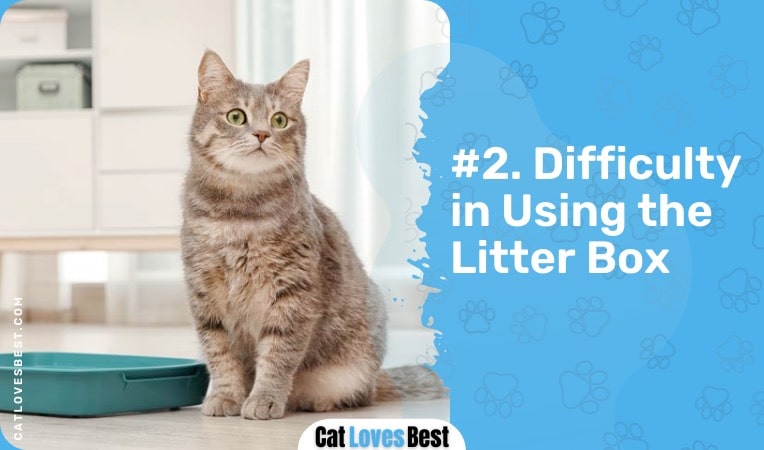 your cat has difficulty in using the litter box