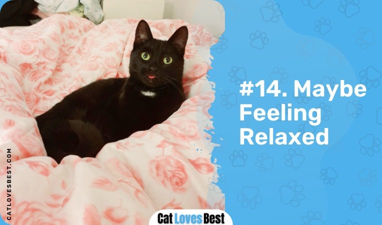 your cat is feeling relaxed