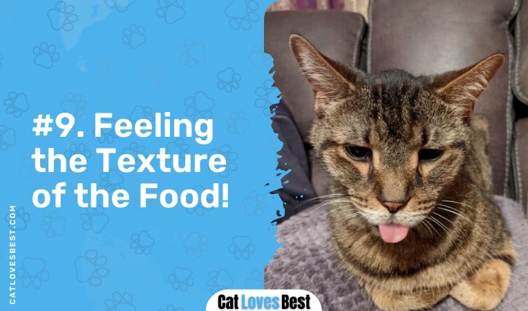 your cat is feeling the texture of the food