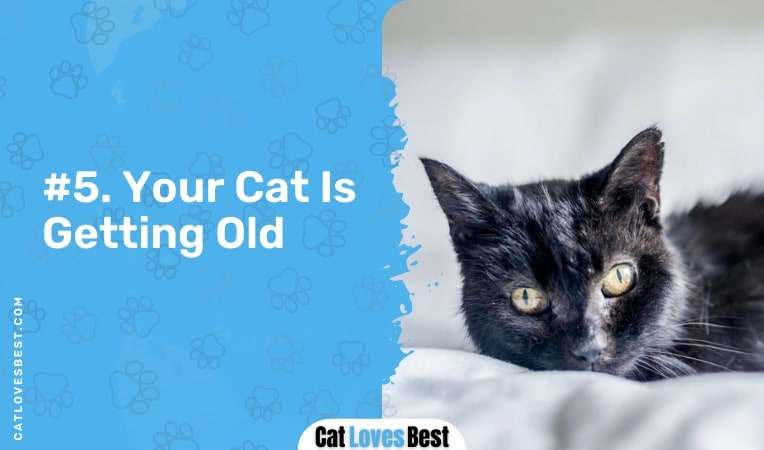 your cat is getting old