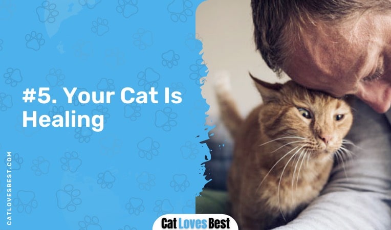your cat is healing