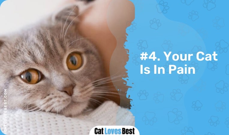 your cat is in pain