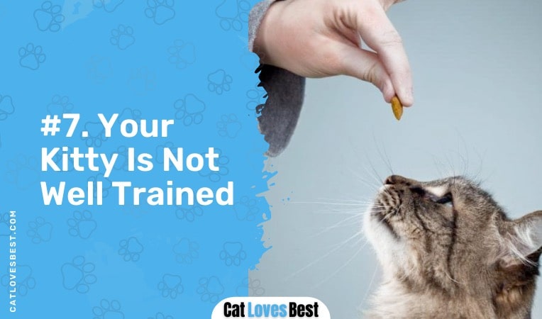 your cat is not well trained