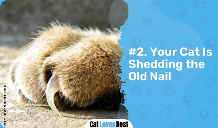 your cat is shedding the old nail