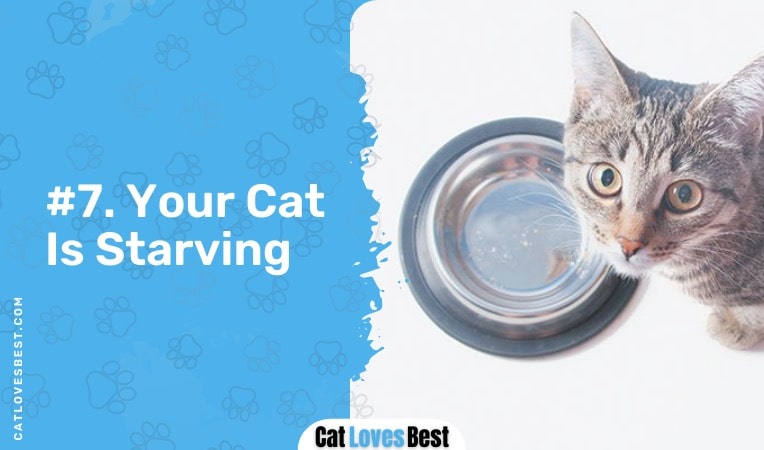 your cat is starving