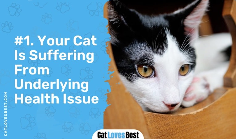 your cat is suffering from underlying health issue