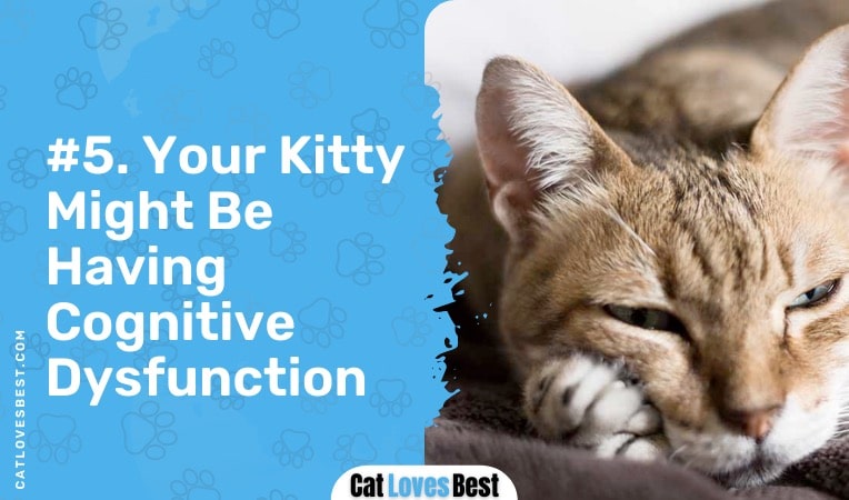 your cat might be having cognitive dysfunction